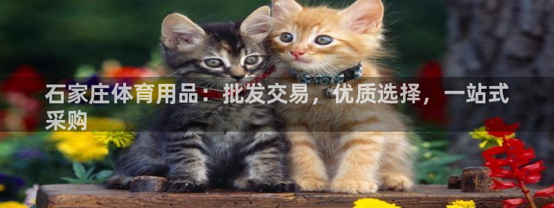 欧陆娱乐app攻略：石家庄体育用品：批发交易，优质选