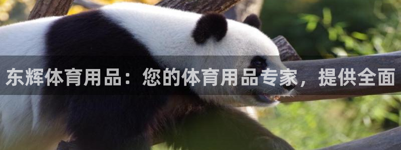 欧陆娱乐注册平台：东辉体育用品：您的体育用品专家，提